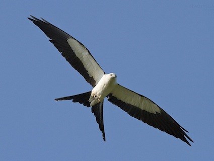 Treat a Kite Right and He’ll Never Let You&nbsp;Down