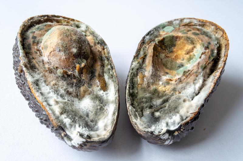 Book Review: The Dud Avocado, by Elaine&nbsp;Dundy